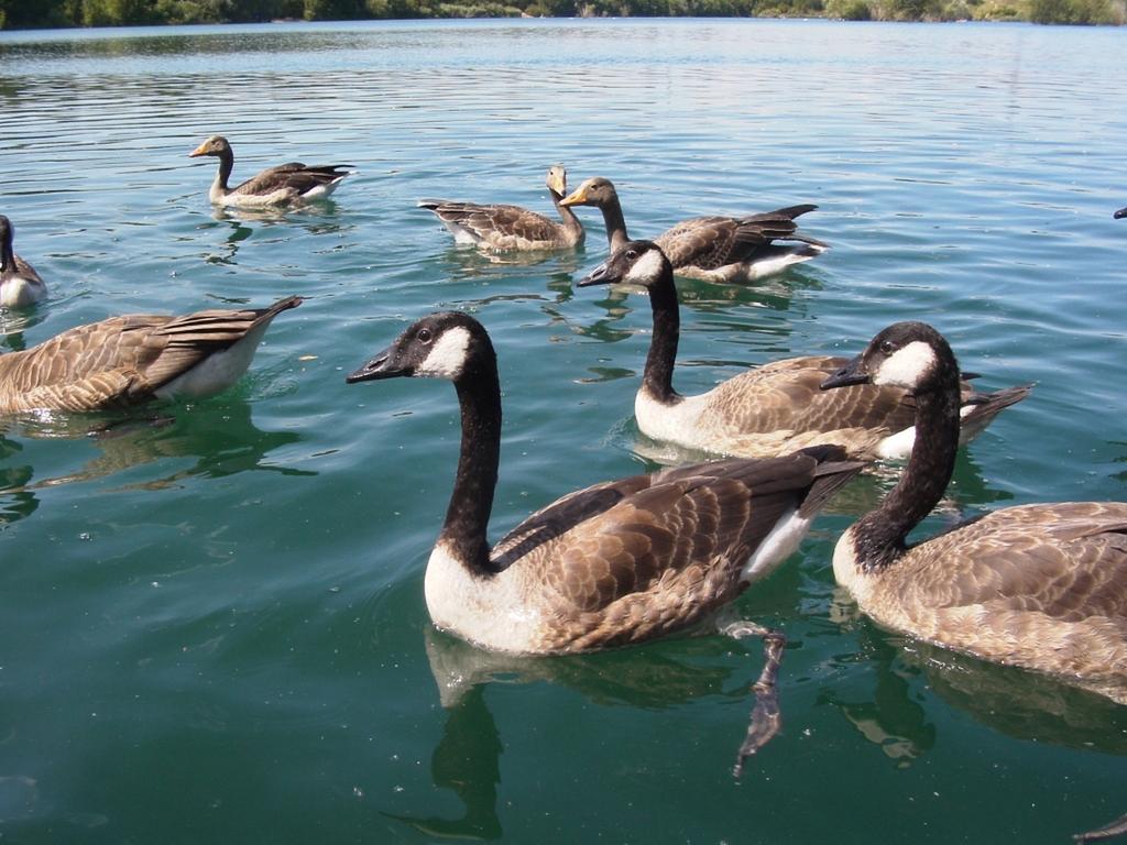 B&B Am See Koeln - Privatzimmer Phòng bức ảnh